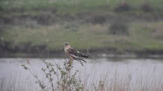 Bruine Kiekendief - Circus Aeruginosus - Oostburg - Groote Gat
