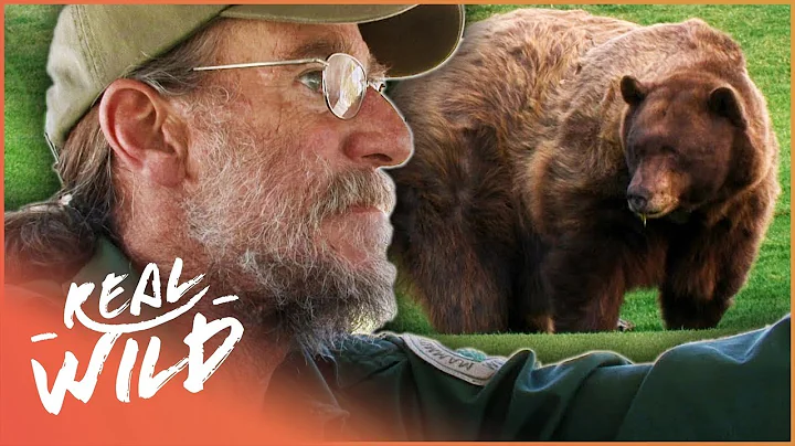 Wild Bear Breaks And Enters | The Bear Whisperer |...