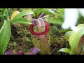 Carniplant-Plantas carnívoras-Nepenthes tour, primavera 2018