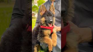 German shepherd dog puppies available for sale