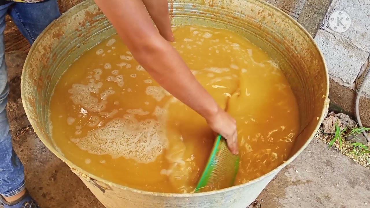 hacer nixtamal para tortillas? YouTube