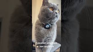 📍Tracking a Drama Queen 24/7📍#airtag #cat #catshorts #britishshorthair #apple #royal