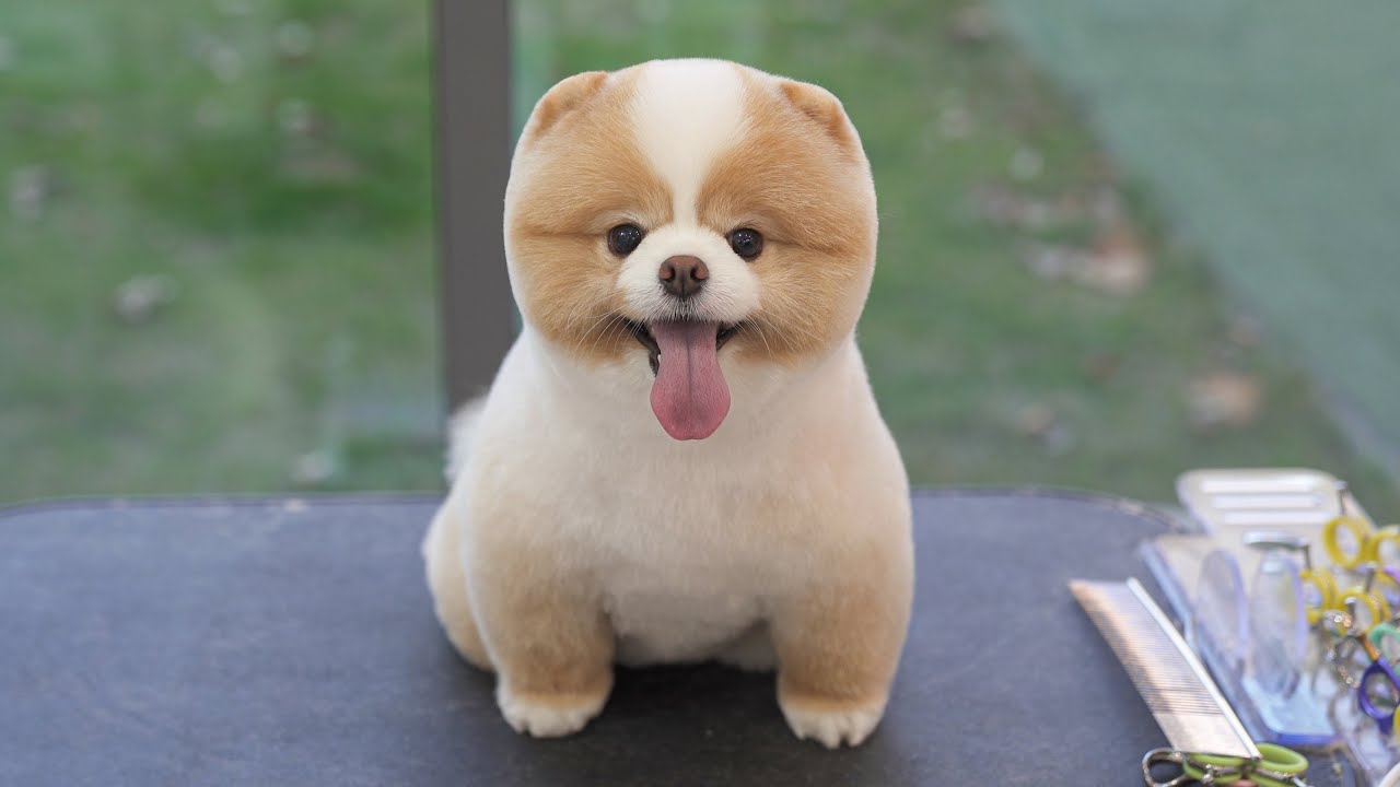 카라멜 멍끼야또 주문하신 분?