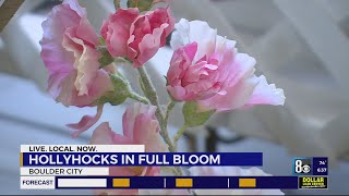 Hollyhocks in full bloom in Boulder City