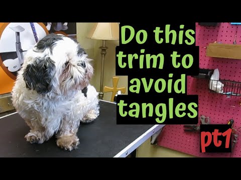 low-maintenance-shih-tzu-haircut-avoid-tangles-pt1