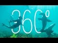 Port Lincoln, South Australia, Australia | 360 Video | Tourism Australia