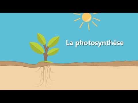 La photosynthèse