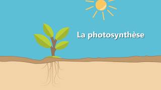Différence entre chimiosynthèse et photosynthèse