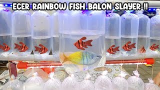 Download Lagu ECER RAINBOW FISH BALON SLAYER‼️LAPAK IKAN AQUASCAPE JATINEGARA‼️ MP3