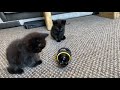 Cute black kittens meet the sony rolly