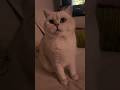 Cutest head boop 🥹 #toronto #cats #catvideo #cutecat #funnycats #lifeofcats #funnycatvideo