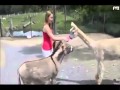 حمار يحب فتاة و يغير عليها هههههههه 