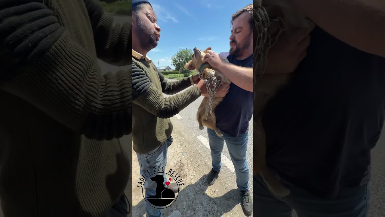 One Encounter Saved a Lifetime of Suffering #dog  #rescue #story