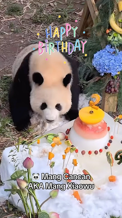 Happy 2nd Birthday to Mang Xiaowu #panda #mangxiaowu #mangcancan #pandalover #fyp #birthday #viral