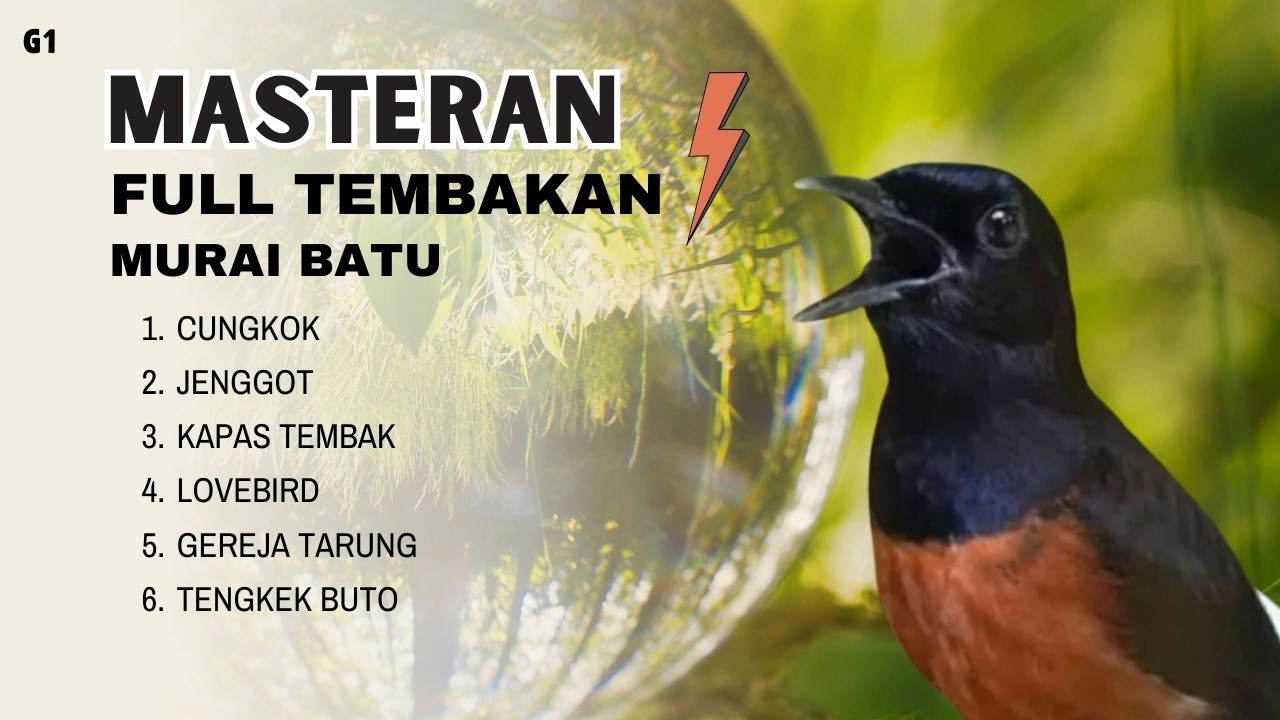 MASTERAN CUNGKOK JENGGOT KATEM LOVEBIRD + Suara Air Mengalir | Fokus & Nembak Panjang