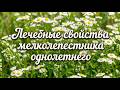 Эта неприметная трава лечит больше, чем вы думаете 🌼 Мелколепестник однолетний 🌼 Лечебные свойства