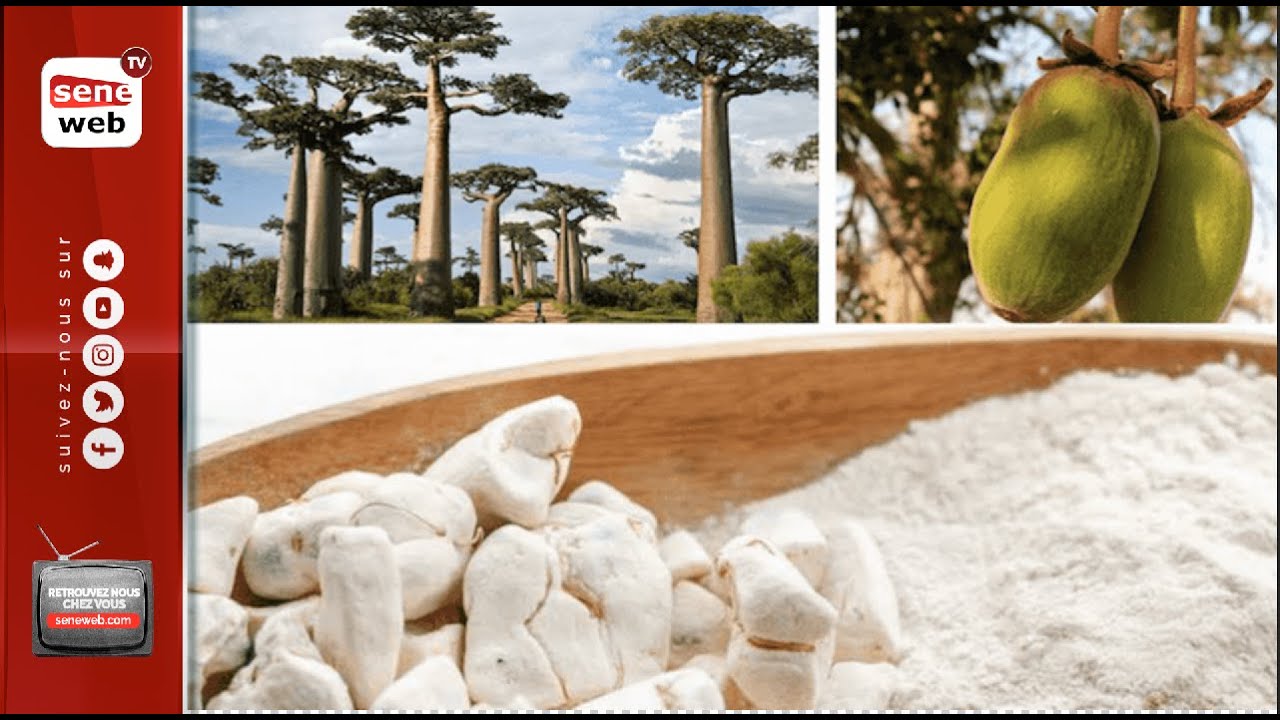 Le pain de singe : le super-aliment aux mille vertus