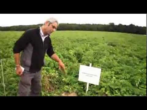 Nematicides -- Potato Council demonstration, Slingsby
