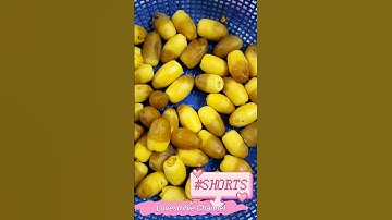 DATES/TAMAR ثمار التمر fresh dates fruit from my employers garden #shorts
