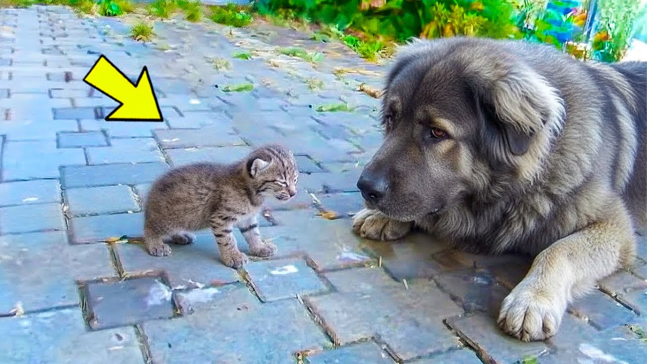 Собака нашла крошечного котенка рыси и затащила его в дом. И тут хозяин совершил немыслимое!