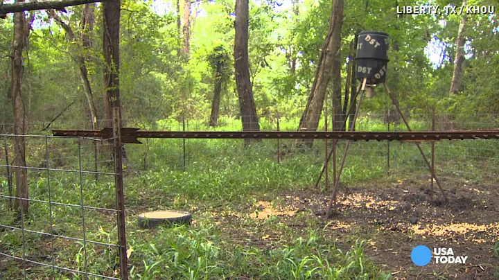 Football field-ruining feral hogs a nightmare for team