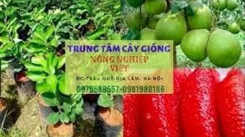 Ghép giống cây bưởi Rubi thái lan ruột đỏ cải tạo vườn