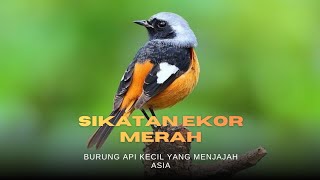 Mengenal Burung Sikatan Ekor Merah, Burung Api Kecil yang Menjajah Asia! #sikatan #kicaumania 