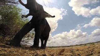 Elephants from a different perspective with a GoPro screenshot 2