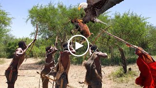 Maasai Aborigines rescue the Pet from Eagle ferocious - Wild Animal Video Compilation
