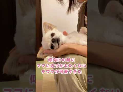 これ以上近づかないでと意思表示する甘えんぼチワワが可愛すぎた #shorts