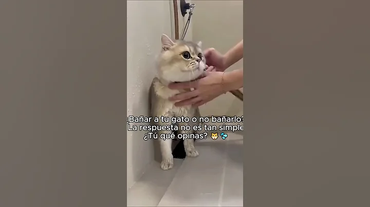 Video 11844461: cat bath