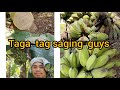 Ipakita Ko Sa Inyo Ang Pag Taga Ng Saging Ipakita Ko Sa Inyo Ang Pag Taga Ng Saging