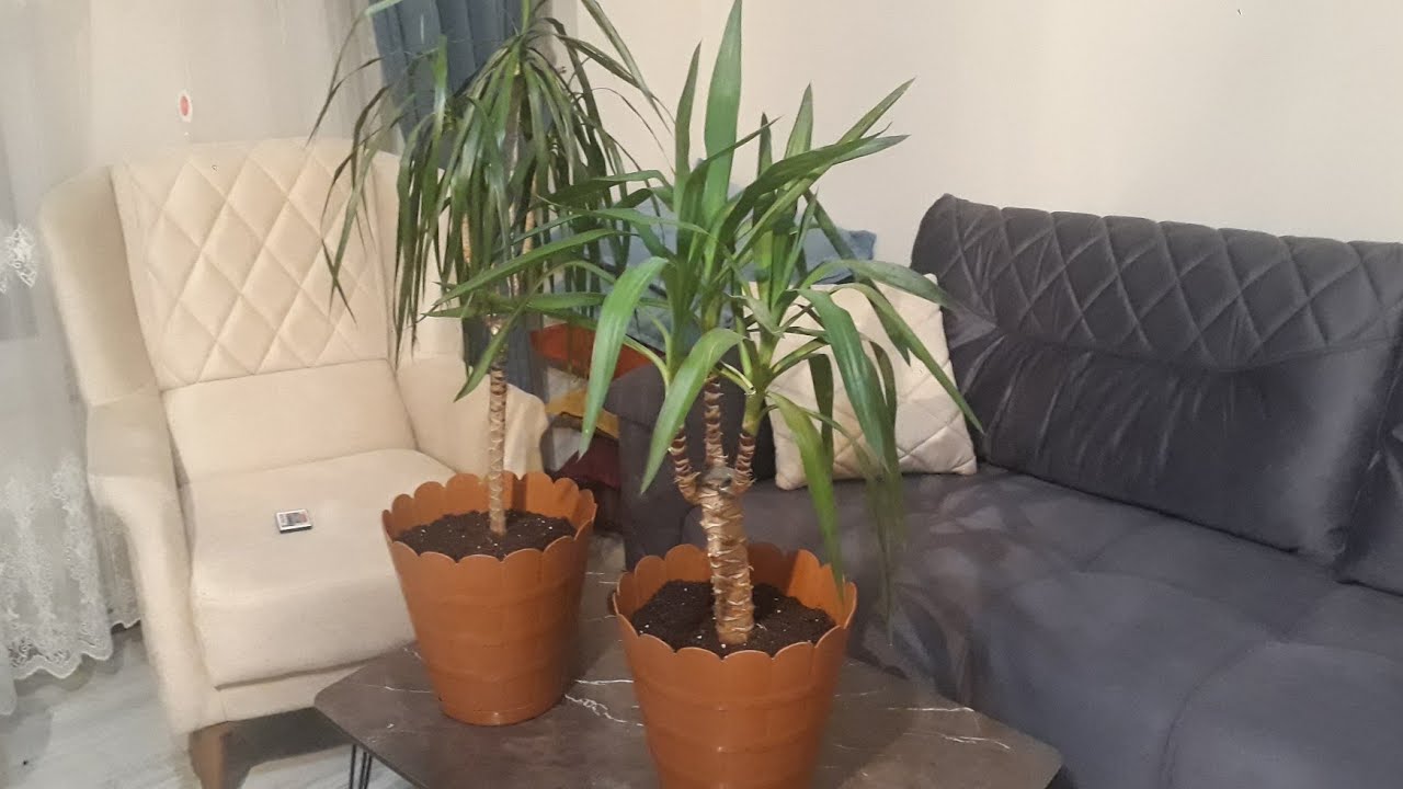 Yucca , Dracaena marginata // Saksı değişimi // Ofis ve ev çicekleri