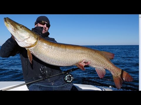 Muskie fly fishing  57X26.5 World Record thumbnail