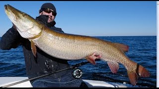 Muskie fly fishing  57X26.5 World Record