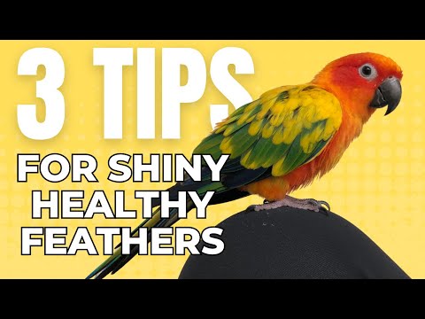 Video: Kaip prižiūrėti paukštį be plunksnų?