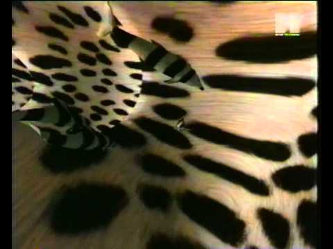 Autechre - Basscadet