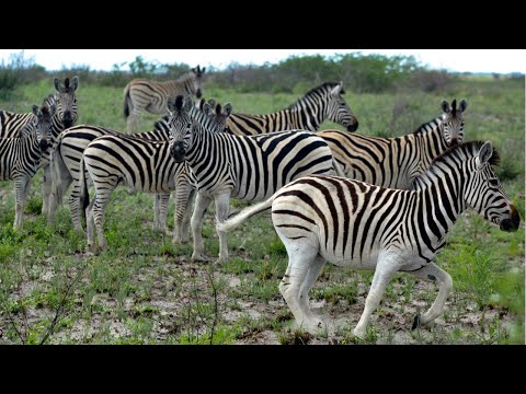 Video: Nacionalni park Mountain Zebra, Južna Afrika: Potpuni vodič