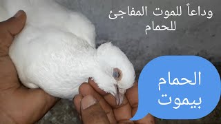 السر في القضاء على جميع الأمراض عند الحمام / وداعاً للموت المفاجئ للحمام # غاوي _ حمام