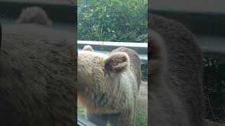 Mama bear with babies biting on car and a piece of bread