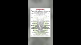 Как понять, где болит живот?