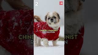 Shih Tzus Almost Went Extinct, Facts Most People Don't Know #facts #dog #dogshorts #pets