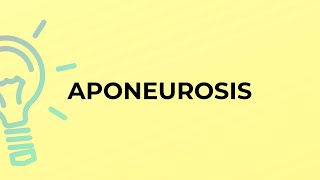 What is the meaning of the word APONEUROSIS
