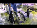 イワトビ penguinの餌やりが可愛いい