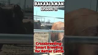 BAKAalaman Episode 11 – Crossbreeding: Smart Breeding for Better Cattle