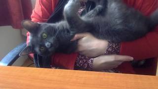 Playing with a Korat Cat. by Adela Skotak 344 views 5 years ago 2 minutes, 54 seconds