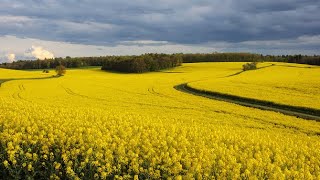 Halophilic Archaea Diversity And Biotechnologicalapplications