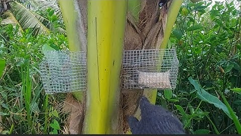 Thăm Bẫy Rắn đầu mùa mà khó khăn quá | Đất Long An | snakes trap