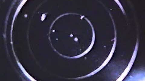 Cephalopod video: Pickfordiateuthis bayeri