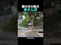 雨の日の柴犬傘さんぽ